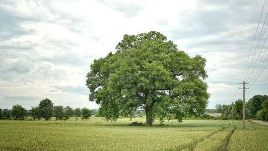Wymyśl nazwę dla dębu