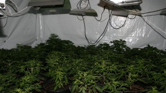 Wynajął dom koło Lublina na plantację marihuany (wideo)