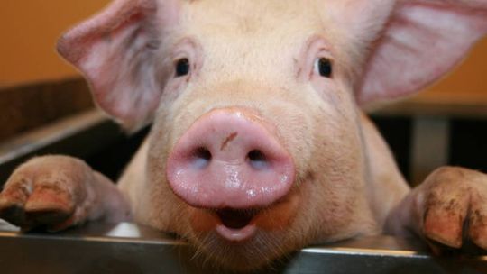 Wyniki spisu rolnego: Mamy milion świń i 12 tys. kóz