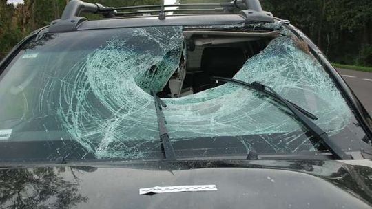 Wypadek na K-19. Łoś wbiegł pod samochód