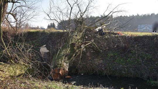 Wypadek pod Puławami. Mężczyzna przygnieciony przez pień upadającego drzewa