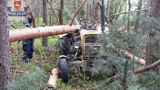 Wypadek przy wycince drzewa. Mężczyzna został przygnieciony