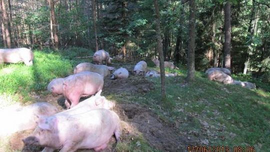 Wypadek tira wiozącego świnie do rzeźni. Niektóre uciekły do lasu
