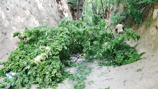 Wypadek w Kazimierzu Dolnym. Na grupę dzieci spadł konar. Lądował śmigłowiec LPR