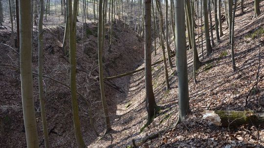 Wypadek w lesie. 38-latek jest w ciężkim stanie