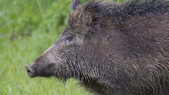 Wypadek w Podlodowie. Motocyklista uderzył w dzika