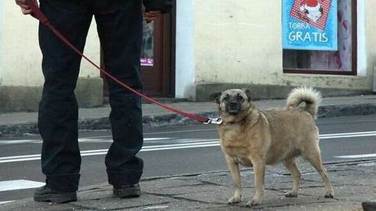 Wyprowadzasz psa? W Świdniku smycz już obowiązkowa