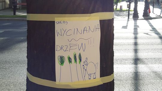 Wyrok na drzewa odroczony. Prezydent Lublina unieważni przetarg na przebudowę Al. Racławickich