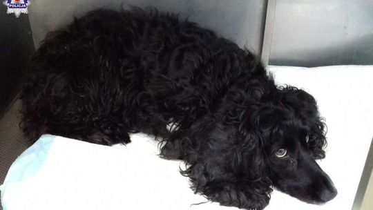 Wyrzucił psa przez balkon w trakcie kłótni. Zwierzę spadło z 4 piętra