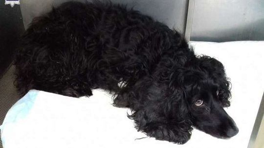 Wyrzucił psa przez okno z czwartego piętra. Marcin S. skazany na bezwzględne więzienie