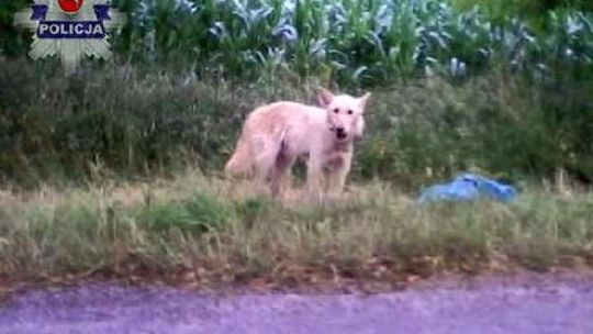 Wyrzucił psa z zawiązanym workiem na głowie. Auto z rejestracją LKS 08... na początku
