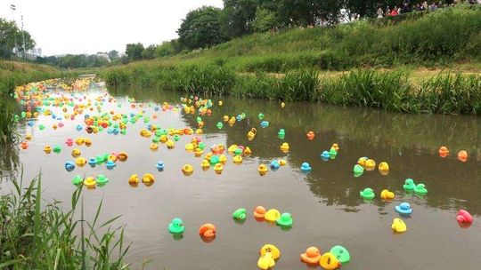 Wyścig Kaczek w Lublinie. Zielona była najszybsza (wideo, zdjęcia)