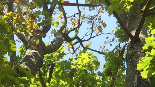 Wysłali alpinistów na drzewa. Miasto zleciło pielęgnację cennych okazów