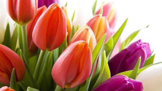 Wyślij życzenia na Dzień Kobiet i wygraj zestaw kosmetyków