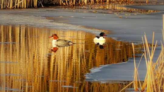 Wystawa Ewy i Ireneusza Pilipczuków w Biotece