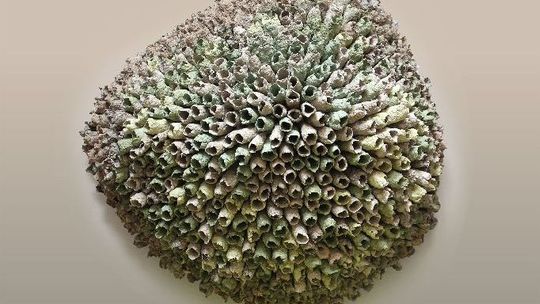 Wystawa "Formy natury" w Puławach