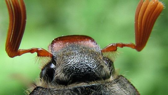 Wystawa fotografii w MDK nr 2: Mikrokosmos Krzczenia