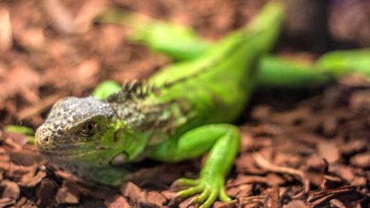 Wystawa gadów w galerii Twierdza Zamość (zdjęcia) 