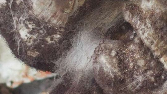 Wystawa "Góra/Kosmos/Głowa" w Galerii Labirynt