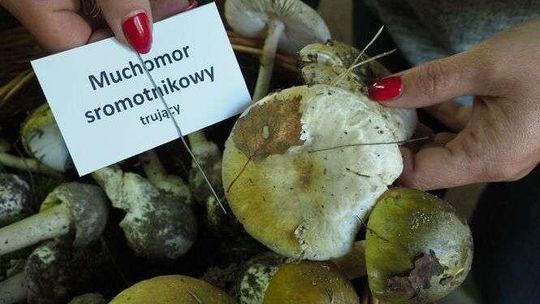 Wystawa grzybów w sanepidzie. Tych dobrych i złych [zdjęcia]