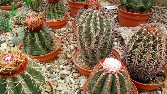 Wystawa kaktusów w Ogrodzie Botanicznym (zdjęcia)
