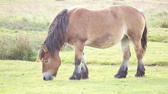 Wystawa koni zimnokrwistych w Tucznej