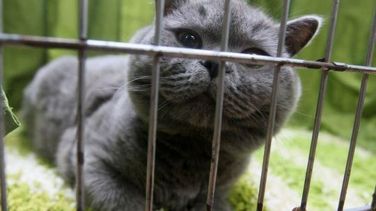 Wystawa kotów rasowych w Lublinie (zdjęcia, wideo)