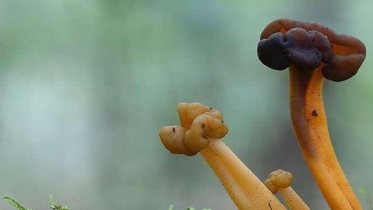 Wystawa poświęcona grzybom w Ogrodzie Botanicznym