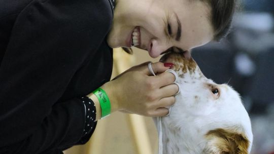 Wystawa psów rasowych w Lublinie [zdjęcia]