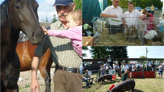 Wystawa w Sitnie. Hodowcy zaprezentują swoje zwierzęta