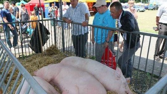 Wystawa zwierząt i maszyn w Sitnie: Przyjedzie 200 wystawców