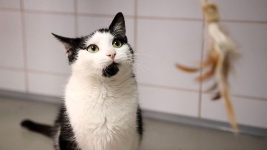 Wysterylizuj swojego zwierzaka za darmo