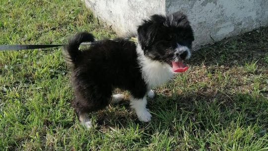 Wystraszony szczeniak przy DK17. Policja poszukuje właściciela 