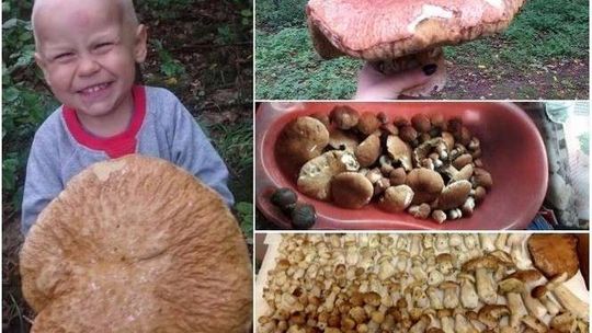 Wysyp grzybów w lubelskich lasach. Wasze zdjęcia