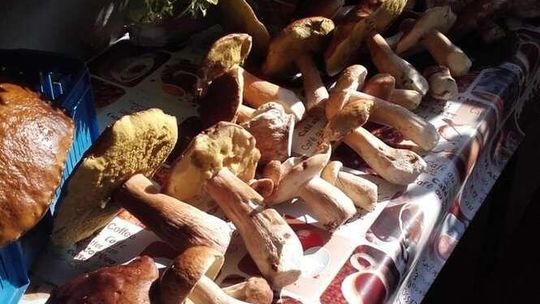 Wysyp grzybów w woj. lubelskim. Czekamy na Wasze zdjęcia