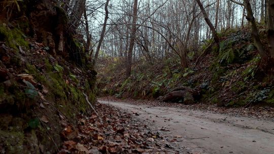 Wyszedł po drzewo i nie wrócił