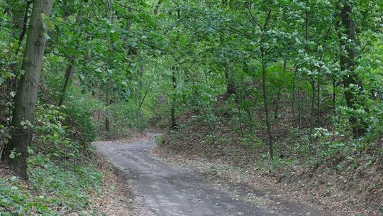 Wyszła na grzyby i nie wróciła do domu. Tragiczny finał poszukiwań