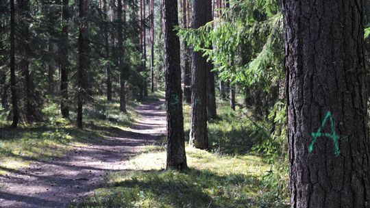 Wytną drzewa w stuletnim lesie sosnowym wokół Biłgoraja? "Musimy myśleć o lesie na wiele lat do przodu" [zdjęcia]