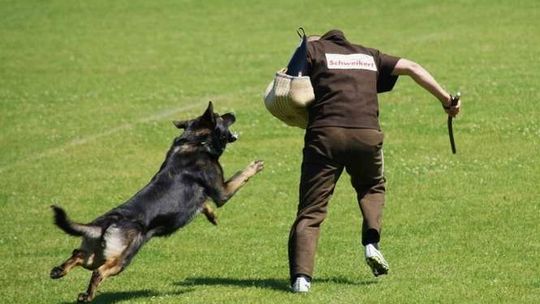 Wytropić, ugryźć, obronić. Co musi umieć dobrze wyszkolony owczarek niemiecki?