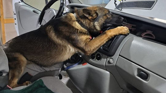 Wywęszy gotówkę w każdej skrytce