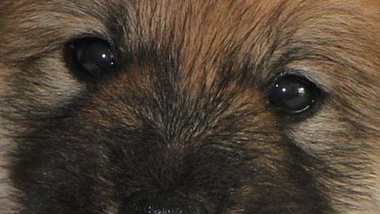 Wywiózł i porzucił szczeniaki. Grożą mu dwa lata więzienia