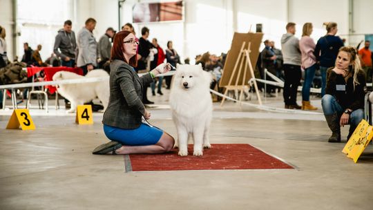 Wyżły, spaniele, teriery i jamniki. IV Międzynarodowa Wystawa Psów Rasowych w Lublinie