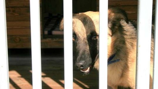 Wzrosną kary za bestialskie traktowanie zwierząt. Nawet pięć lat więzienia