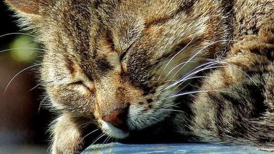 Z całej siły uderzył kotem w krawędź dachu. Zwierzę nie przeżyło