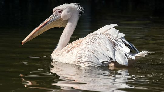 Z ciepłych krajów na Lubelszczyznę. Takiego gościa u nas jeszcze nie było