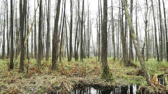 Z góry na rezerwat już nie popatrzysz. Dlaczego zniknęły platformy widokowe?