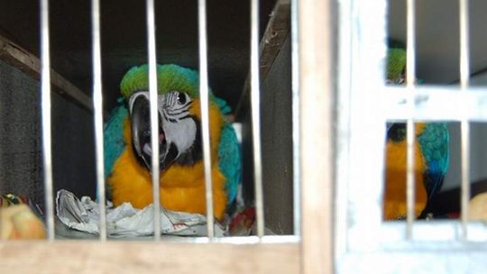 Z granicy do zoo. Przemytnik wpadł z papugami