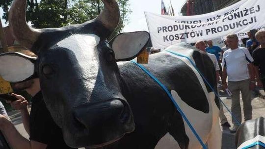 Z krową do wojewody. Producenci mleka walczą o lepsze ceny