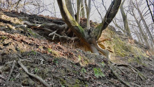 Z mapą do Szkutnego albo Lachowego Dołu. Nowy pomysł Kazimierskiego Ośrodka Kultury Promocji i Turystyki