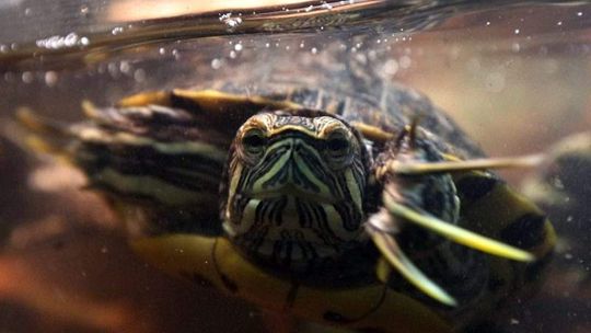 Z miłości do zwierząt: Dzień otwarty w schronisku (zdjęcia)